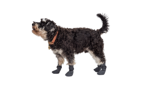 Keturių sportinių šunų batų kojinių rinkinys pilkos spalvos su neslystančiais padais, lengvos, lengvai valomos.