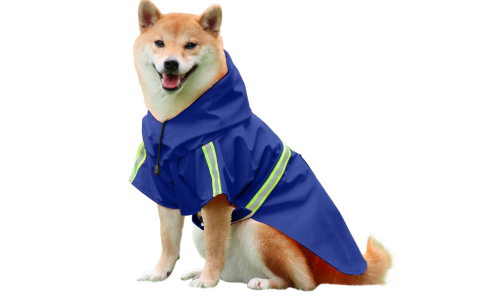 Shiba Inu su mėlynu neperšlampamu lietpalčiu ir atspindinčiomis juostomis, lengvai užsegamas, sunu vardams.