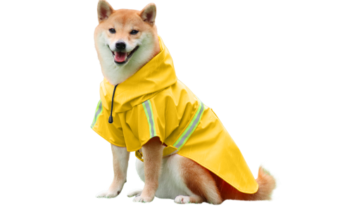 Shiba Inu su geltonu neperšlampamu lietpalčiu ir atspindinčiomis juostomis, lengvai užsegamas, sunu vardams.